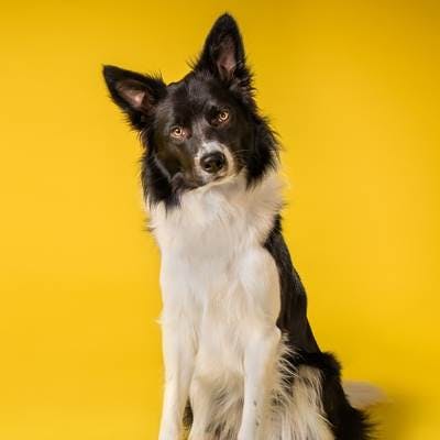 Niche pour Border Collie