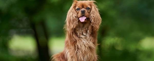 manteau chien cavalier king charles