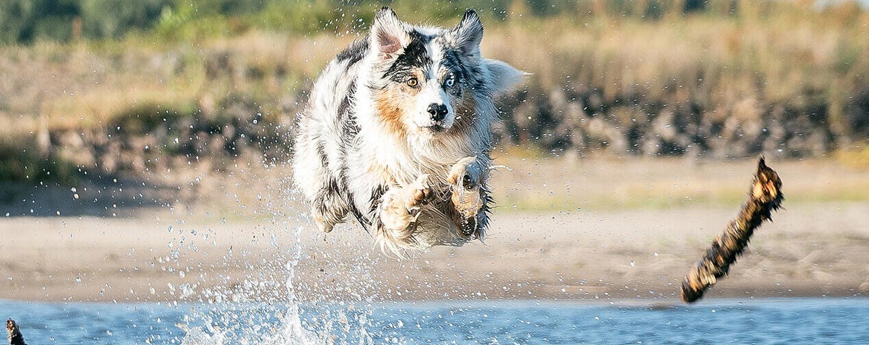 Comment garder un chien en bonne santé ?