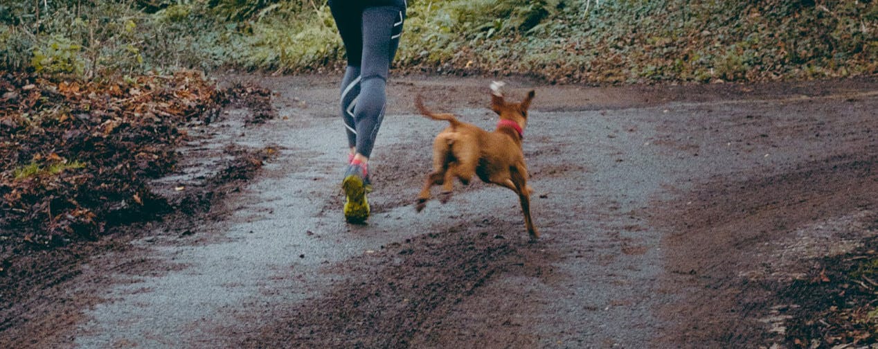 Comment faire du sport avec son chien ?