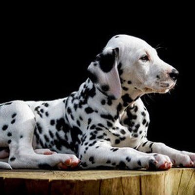 dalmatien