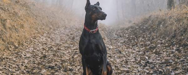 manteau chien doberman