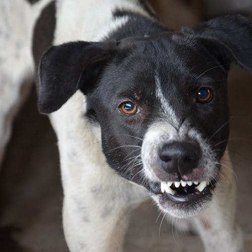 Comment dresser son chien au ring mordant mondioring ?