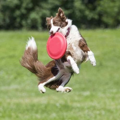 Frisbee