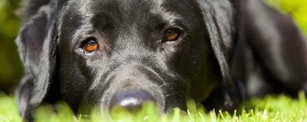 Manteau pour chien labrador