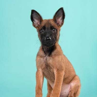 Niche pour Malinois