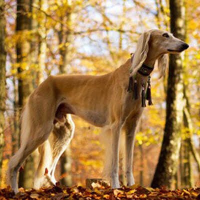 saluki