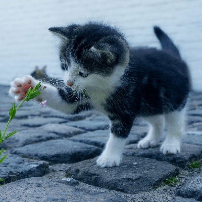 adopter un chaton