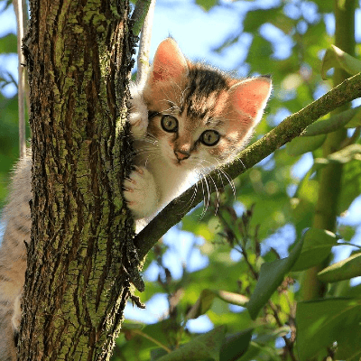 adopter un chaton