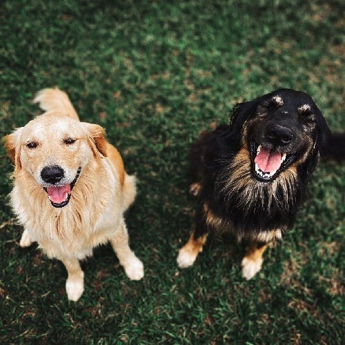 liste des noms de chiens commençant par la lettre T