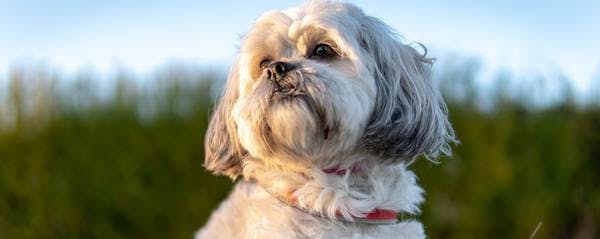 Manteau pour chien Shih Tzu