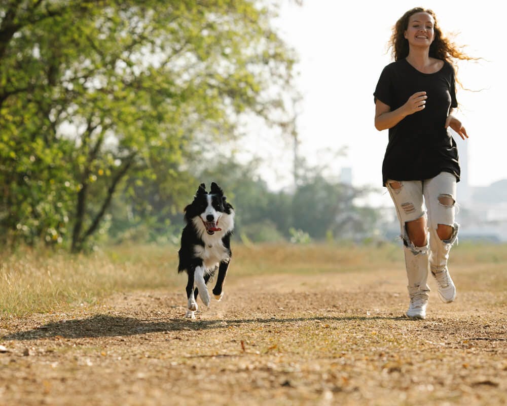 Les meilleures races de chiens pour le canicross en loisir