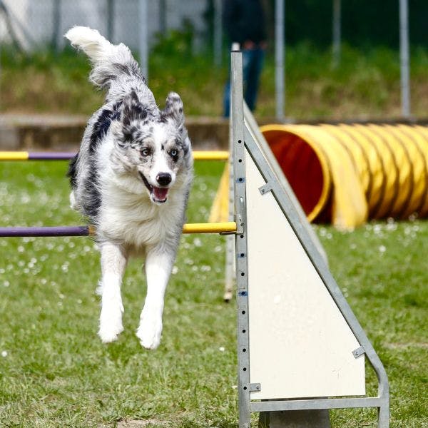 Agility