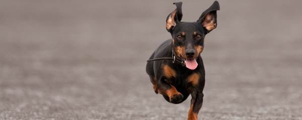 Manteau pour chien teckel