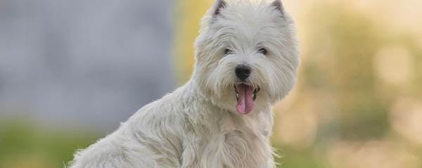 manteau chien westie