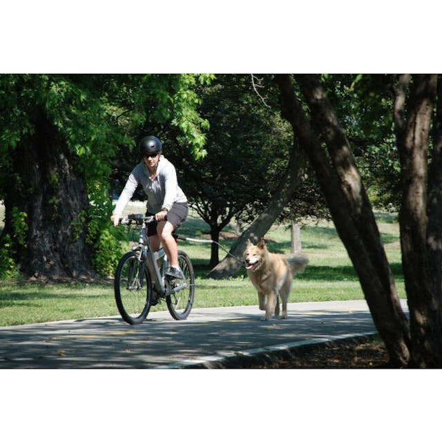 Attache chien pour vélo Bike Joring Cycleash