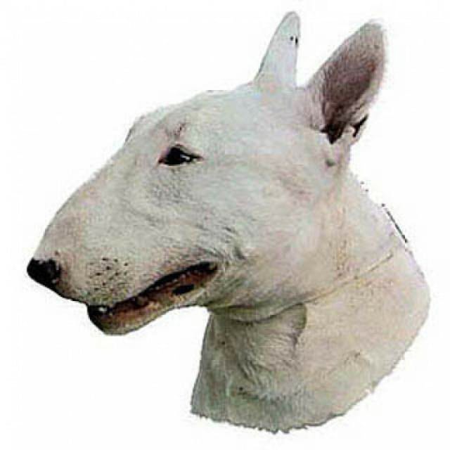 Autocollant race Bull Terrier