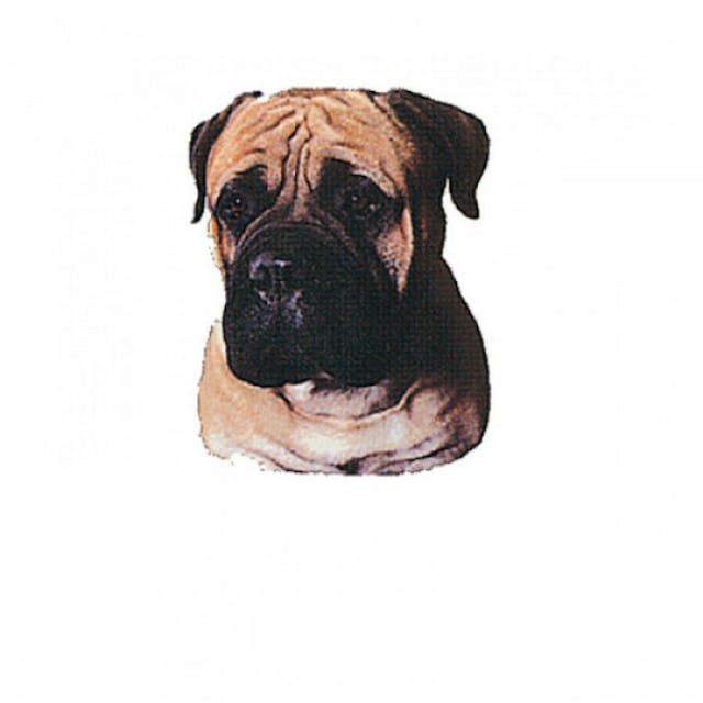 Autocollant race Bullmastiff