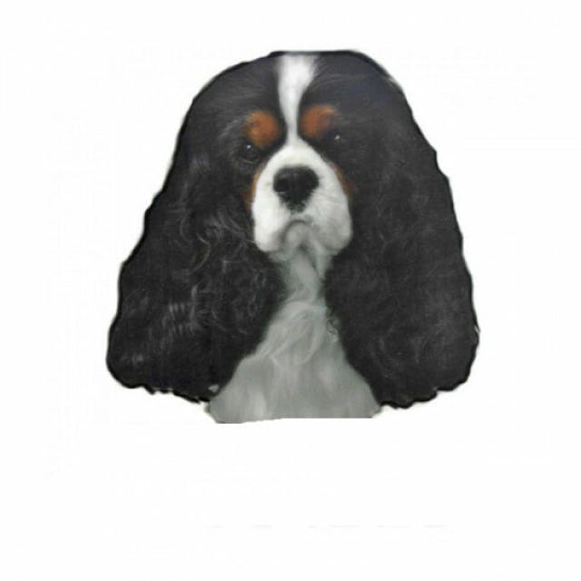 Autocollant race Cavalier King Charles Tricol