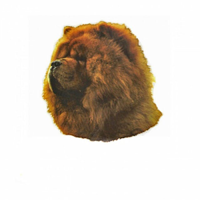 Autocollant race Chow Chow