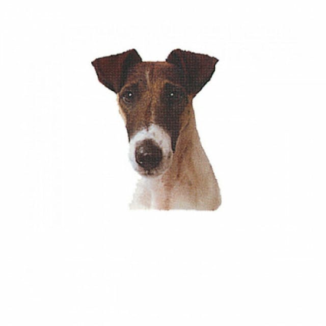 Autocollant race Fox Terrier Poil Lisse