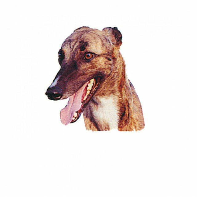 Autocollant race Greyhound