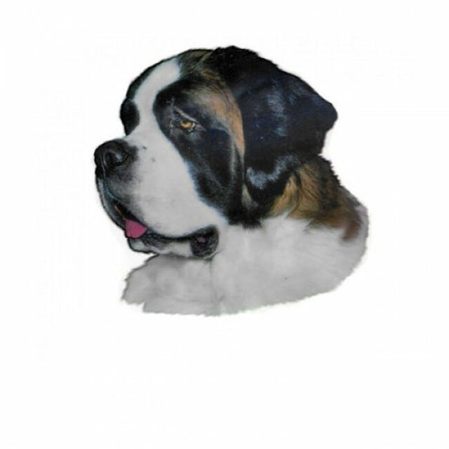 Autocollant race Saint Bernard