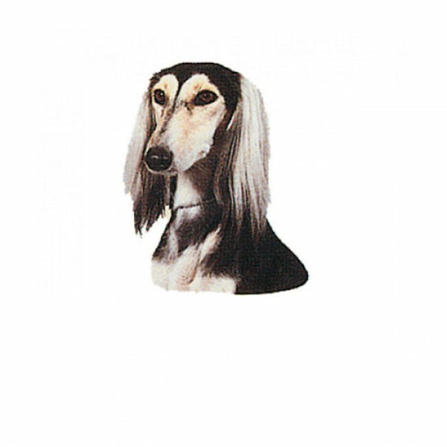 Autocollant race Saluki