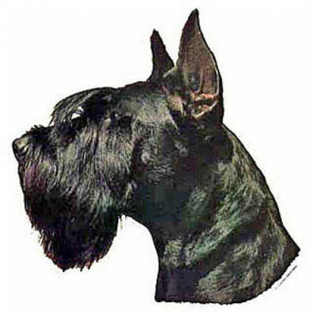 Autocollant race Schnauzer Géant