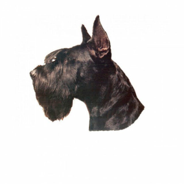 AUTOCOLLANT race Schnauzer Poivre/sel