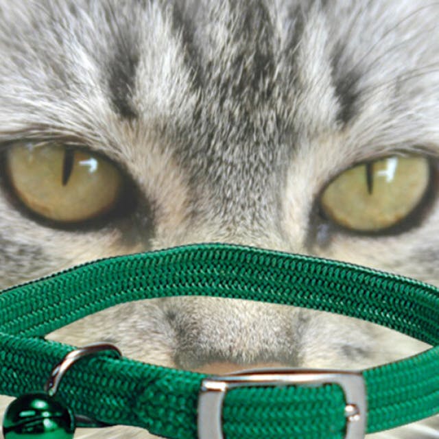 Collier nylon élastique pour chat