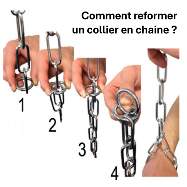 Collier sanitaire pour chien chaîne en acier chromé