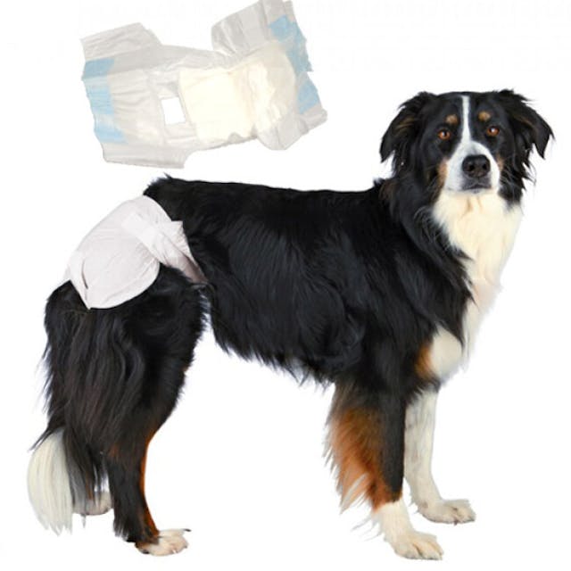 Couches culottes jetables pour l'incontinence des chiens femelles