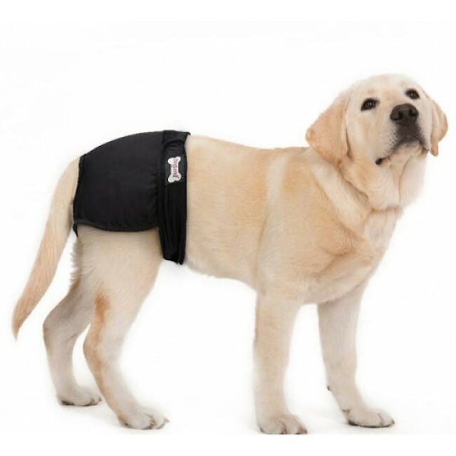 Couche lavable noire pour chien femelle