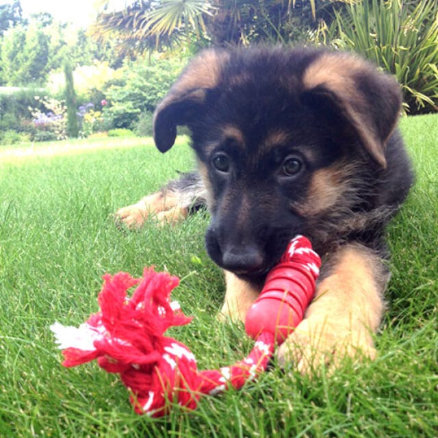 Dental KONG corde pour chien