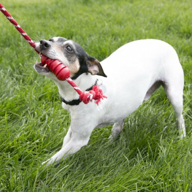 Dental KONG corde pour chien