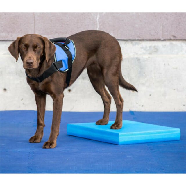 FitPaws Tapis Balance Pad pour travail de l'équilibre pour chien