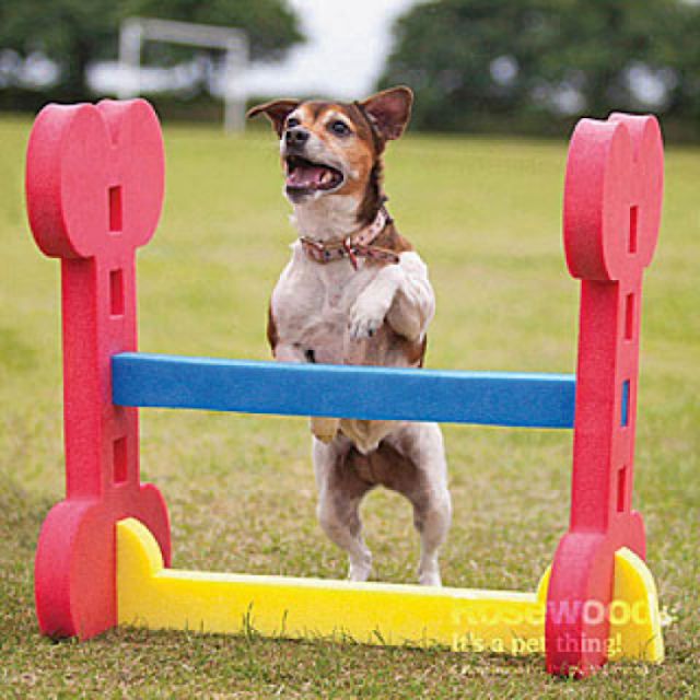 Haie d'agility indoor en mousse