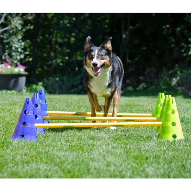 Kit haies et plots d'agility pour chien FitPaws Canine Gym