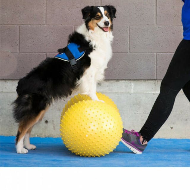 Matériel de renforcement musculaire pour chien FitPaws TRAX Cacahuète