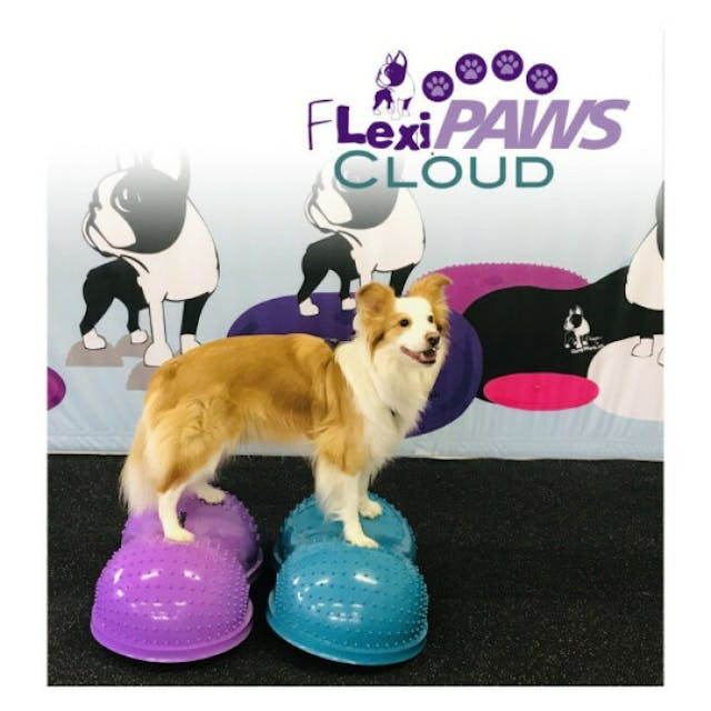 Plateforme d'équilibre pour chien Flexipaws Cloud