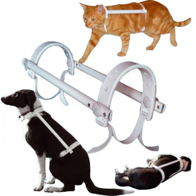 Carcan antitorsion protection automutilation chien chat Propal