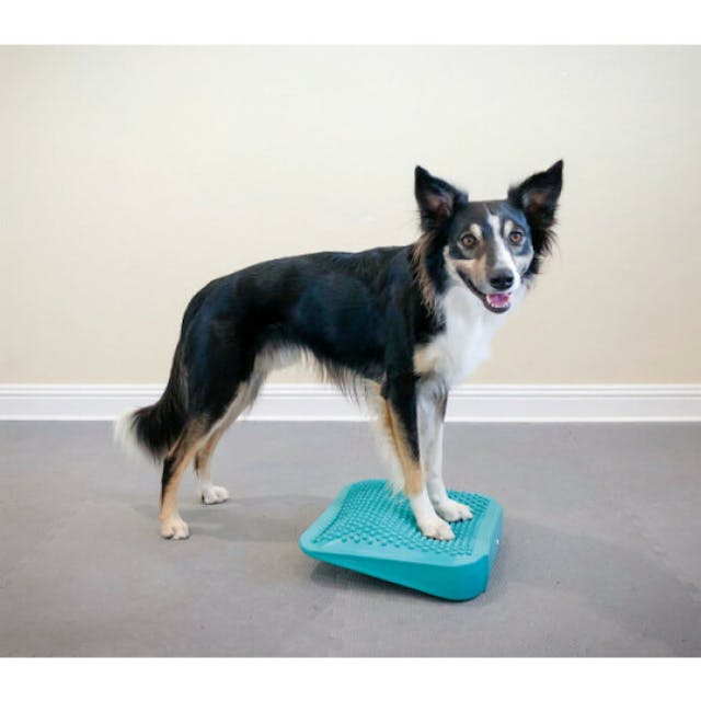 Rampe d'équilibre gonflable pour chien FitPaws The Ramp