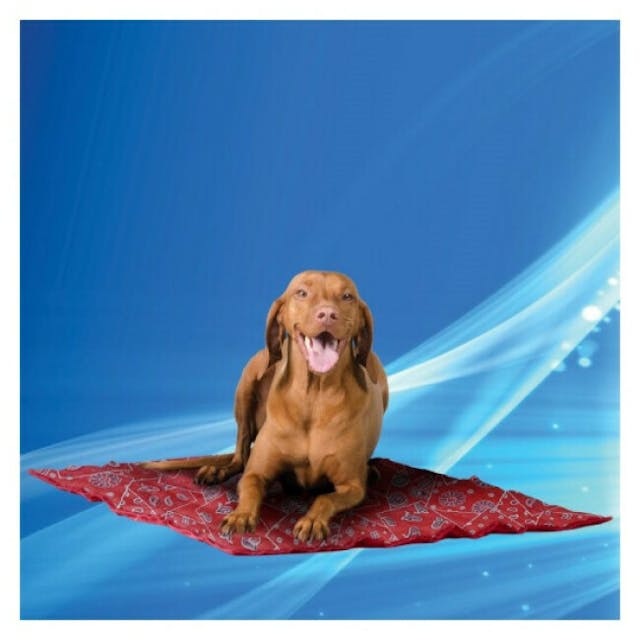 Tapis rafraîchissant pour chien Aqua Coolkeeper