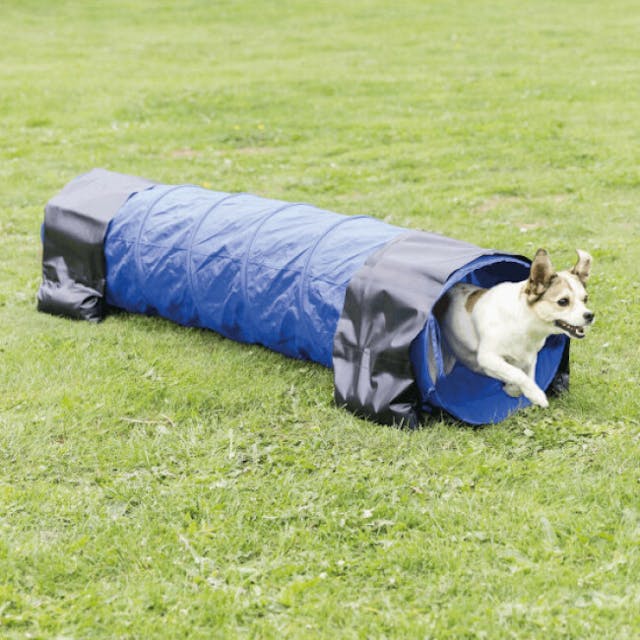 Tunnel d'agility pour chiots et petits chiens