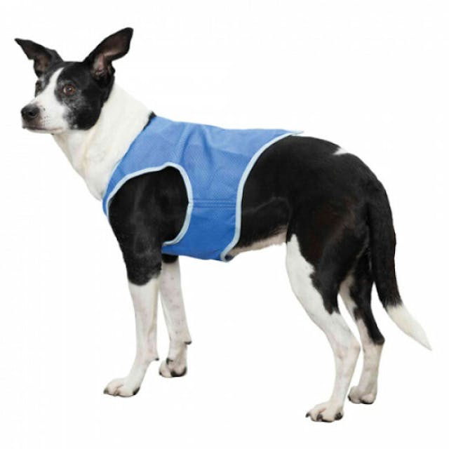 Veste rafraîchissante pour chien