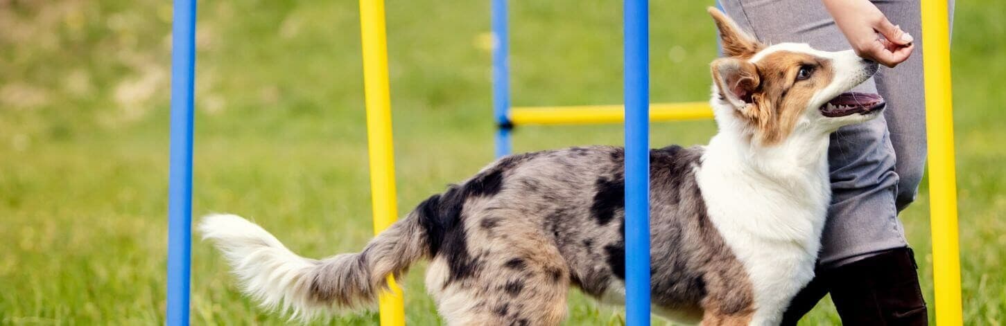 Conseils pour bien éduquer son chien