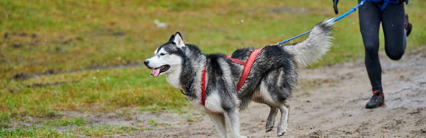 Le cross canin, un sport à pratiquer avec son chien