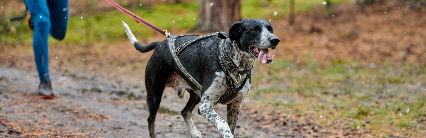 Le sport canin un plaisir partagé