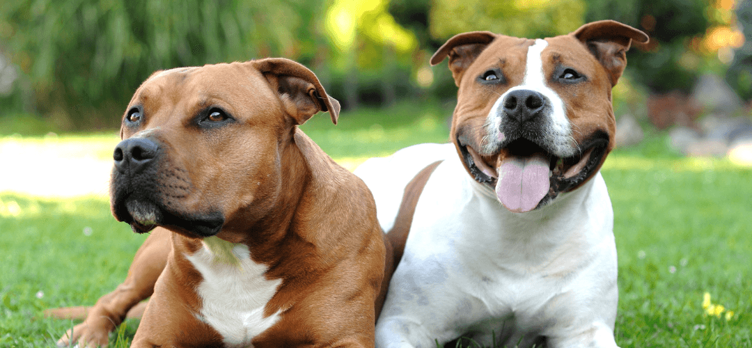 Tout savoir sur l’American Staffordshire Terrier